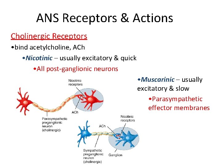 ANS Receptors & Actions Cholinergic Receptors • bind acetylcholine, ACh • Nicotinic – usually