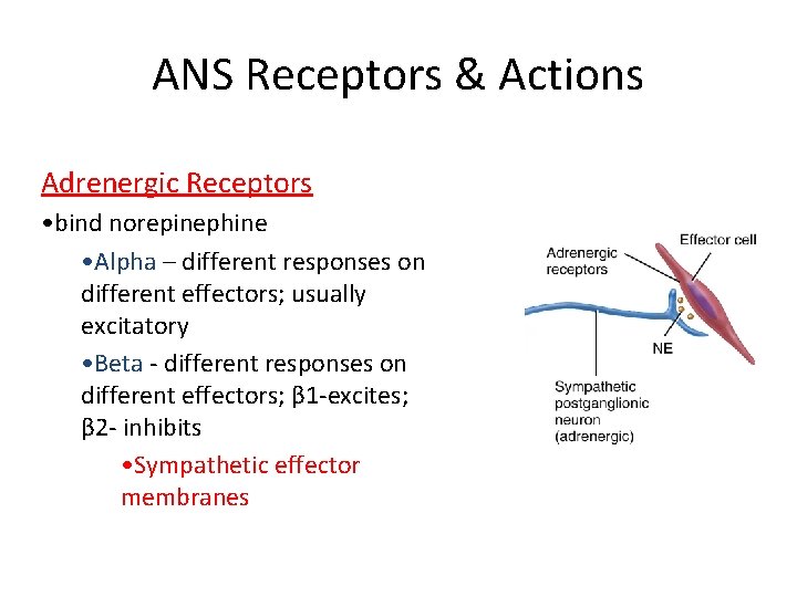 ANS Receptors & Actions Adrenergic Receptors • bind norepinephine • Alpha – different responses