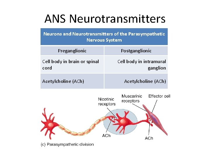 ANS Neurotransmitters Neurons and Neurotransmitters of the Parasympathetic Nervous System Preganglionic Cell body in