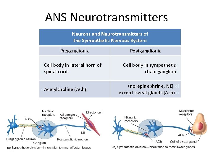 ANS Neurotransmitters Neurons and Neurotransmitters of the Sympathetic Nervous System Preganglionic o. Cell body