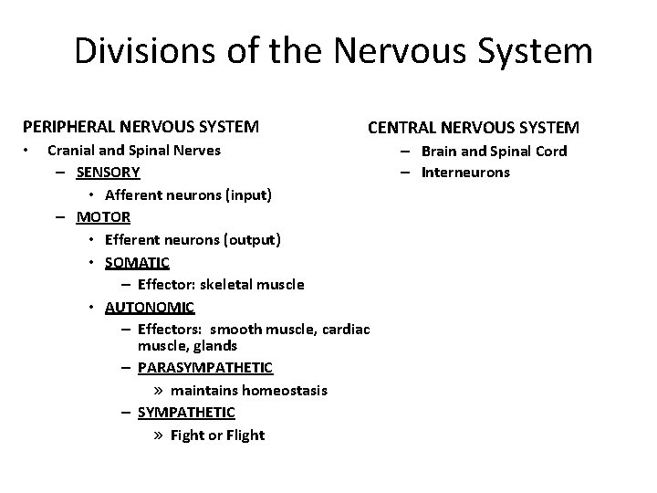 Divisions of the Nervous System PERIPHERAL NERVOUS SYSTEM • CENTRAL NERVOUS SYSTEM Cranial and
