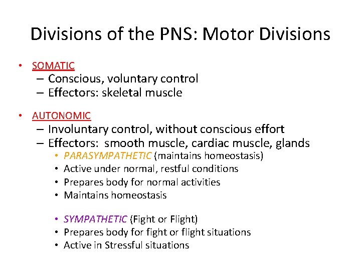 Divisions of the PNS: Motor Divisions • SOMATIC – Conscious, voluntary control – Effectors: