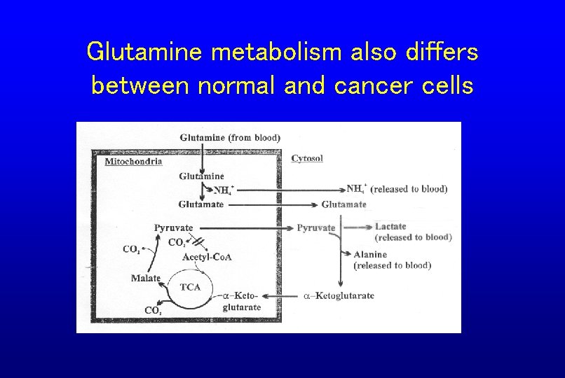 Glutamine metabolism also differs between normal and cancer cells 