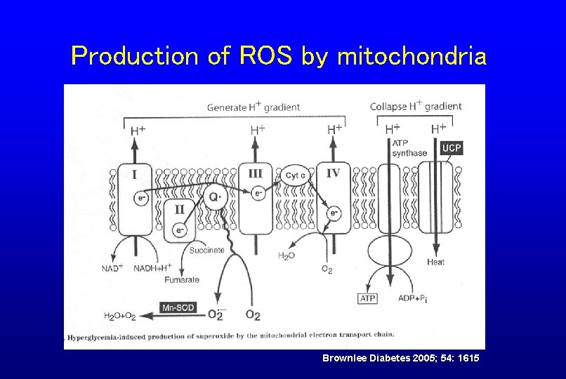 Production of ROS by mitochondria Brownlee Diabetes 2005; 54: 1615 