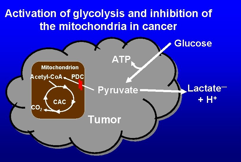 Activation of glycolysis and inhibition of the mitochondria in cancer Glucose Mitochondrion Acetyl-Co. A