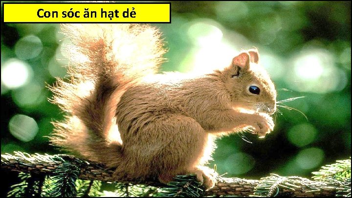 Con sóc ăn hạt dẻ 