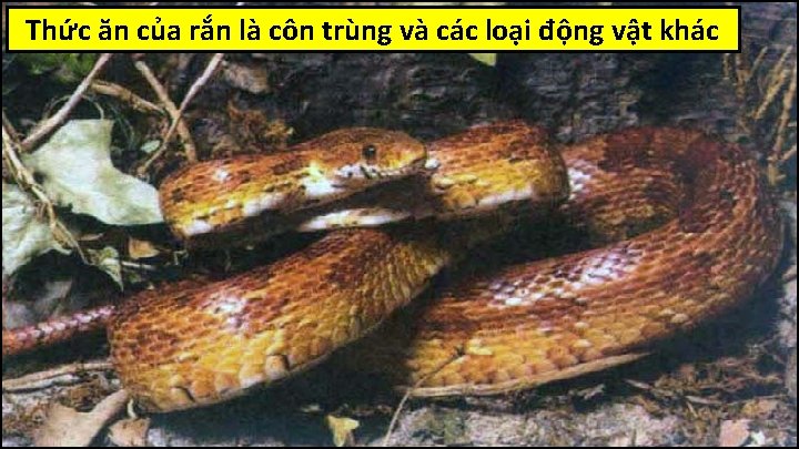 Thức ăn của rắn là côn trùng và các loại động vật khác 