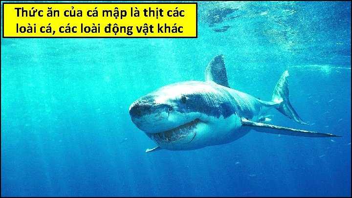 Thức ăn của cá mập là thịt các loài cá, các loài động vật