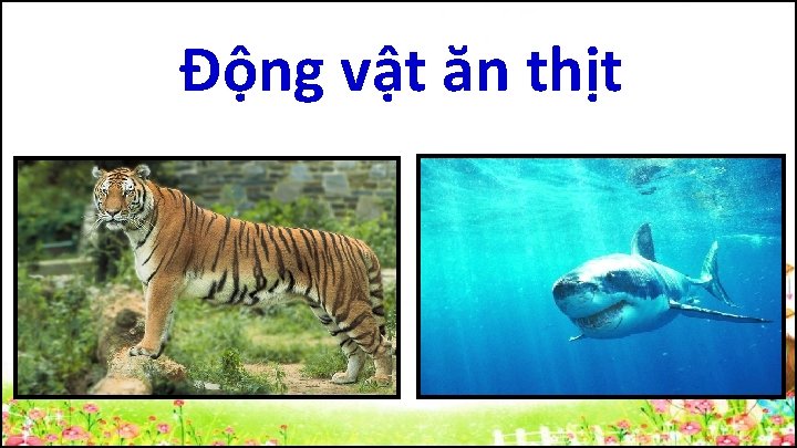 Động vật ăn thịt 