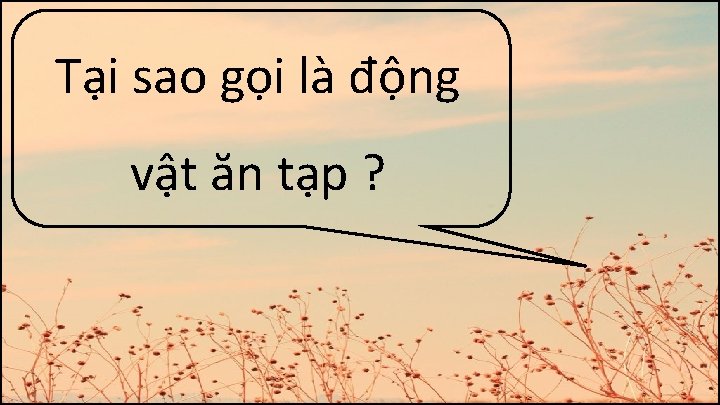 Tại sao gọi là động vật ăn tạp ? 