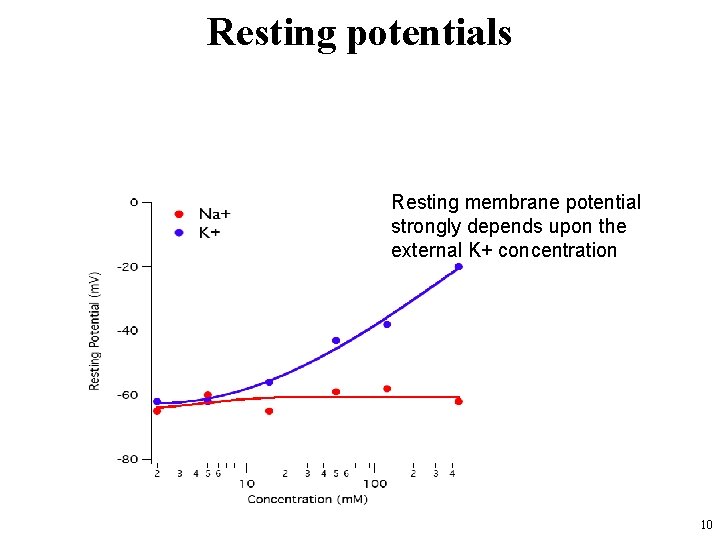 Resting potentials Resting membrane potential strongly depends upon the external K+ concentration 10 