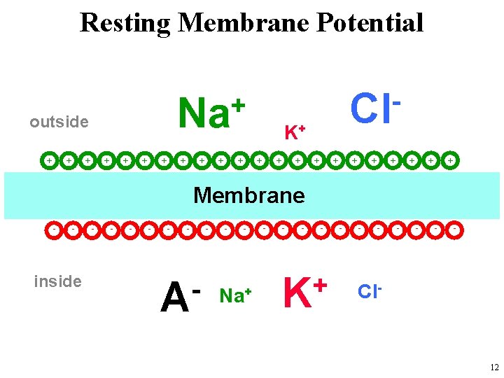 Resting Membrane Potential + + + K+ + + outside Cl + + Na