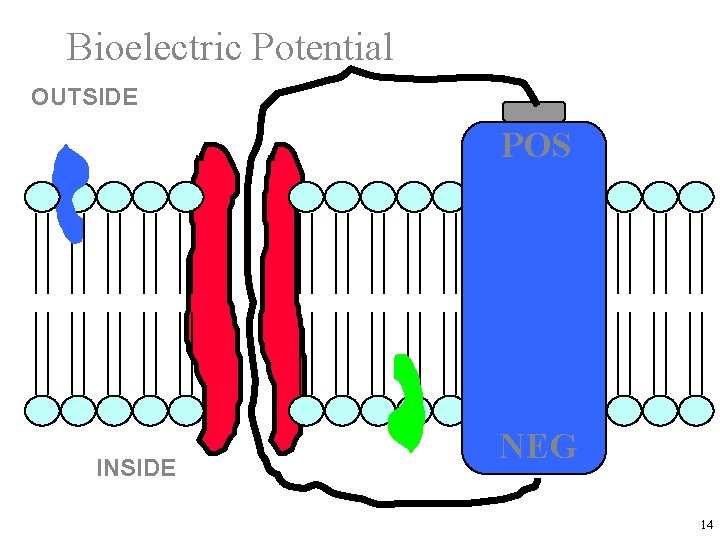 Bioelectric Potential OUTSIDE POS INSIDE NEG 14 