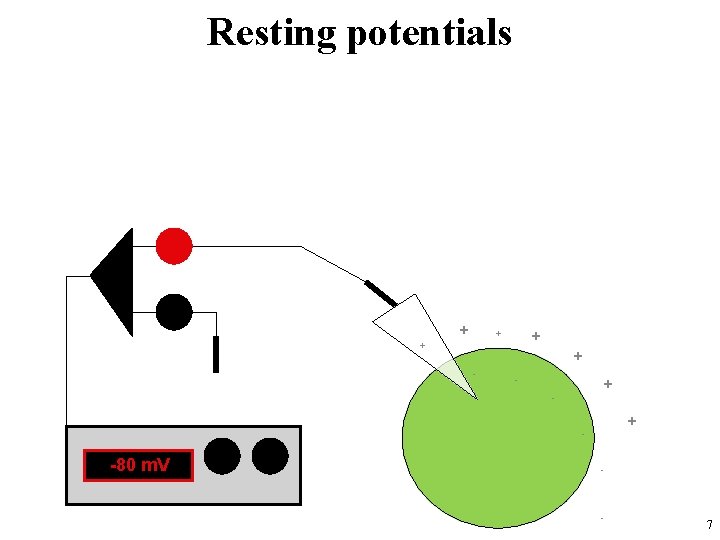 Resting potentials + + + - - - + - -80 m. V 7