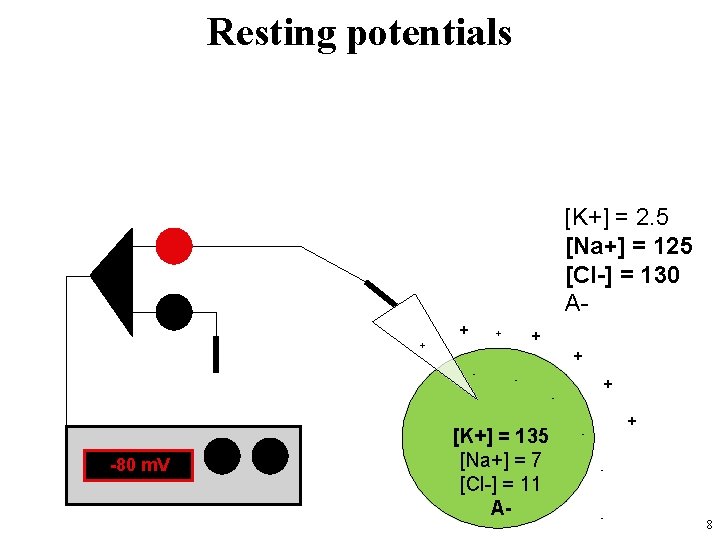 Resting potentials [K+] = 2. 5 [Na+] = 125 [Cl-] = 130 A+ +