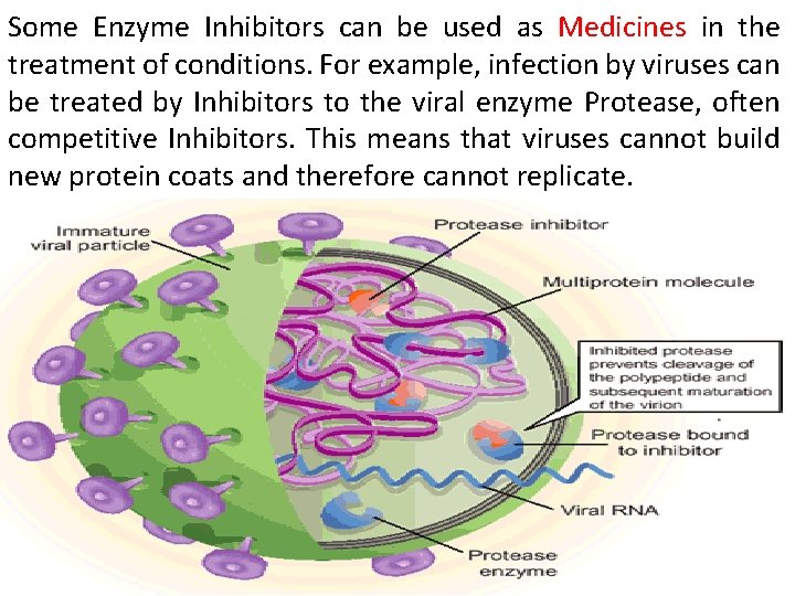 Some Enzyme Inhibitors can be used as Medicines in the treatment of conditions. For
