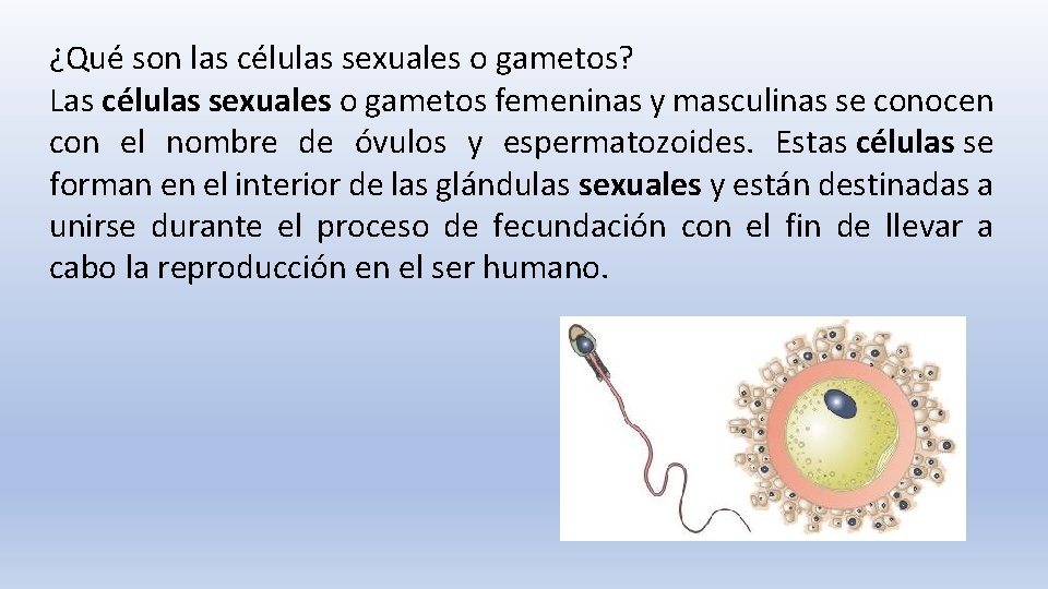 ¿Qué son las células sexuales o gametos? Las células sexuales o gametos femeninas y