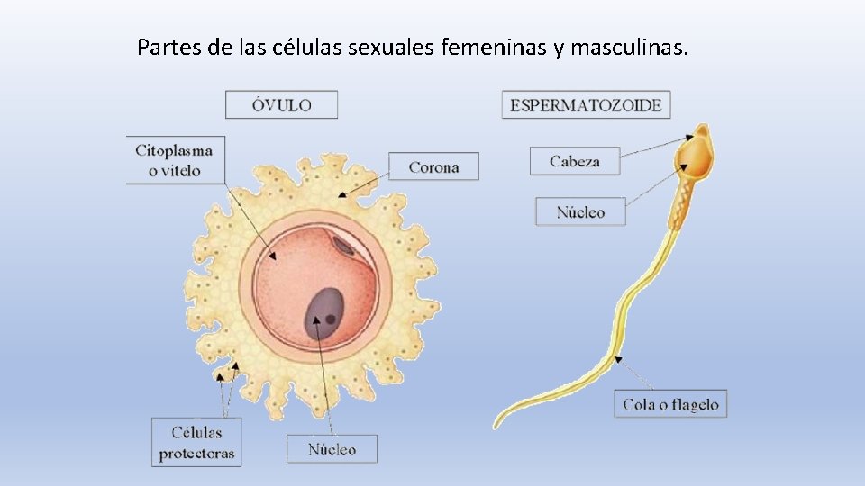 Partes de las células sexuales femeninas y masculinas. 