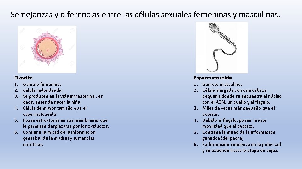 Semejanzas y diferencias entre las células sexuales femeninas y masculinas. Ovocito 1. Gameto femenino.