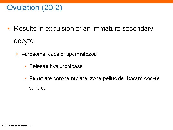 Ovulation (20 -2) • Results in expulsion of an immature secondary oocyte • Acrosomal