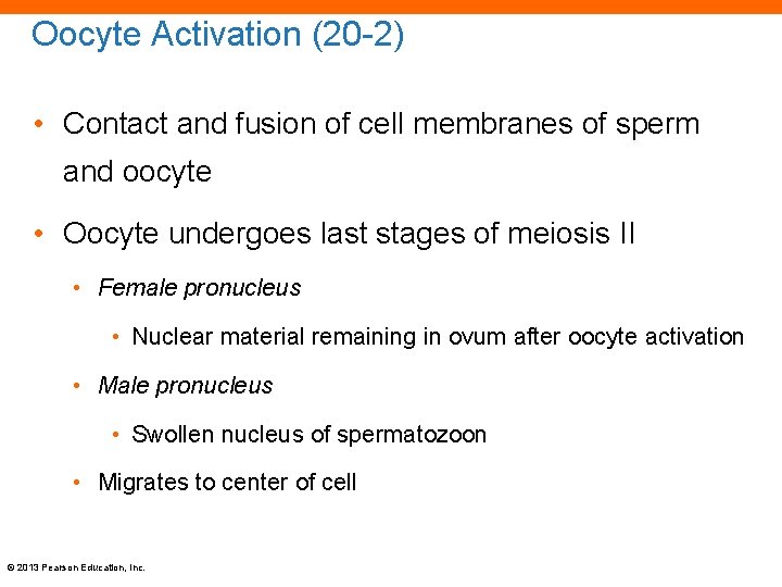 Oocyte Activation (20 -2) • Contact and fusion of cell membranes of sperm and