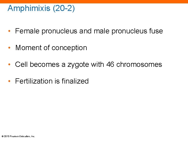 Amphimixis (20 -2) • Female pronucleus and male pronucleus fuse • Moment of conception