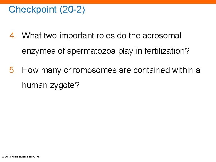 Checkpoint (20 -2) 4. What two important roles do the acrosomal enzymes of spermatozoa