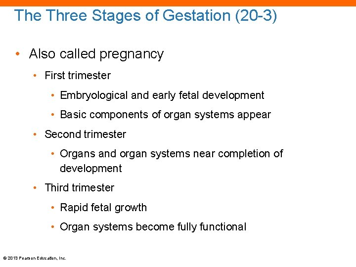 The Three Stages of Gestation (20 -3) • Also called pregnancy • First trimester