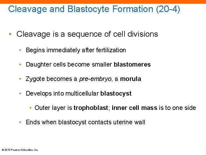 Cleavage and Blastocyte Formation (20 -4) • Cleavage is a sequence of cell divisions