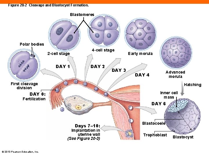 Figure 20 -2 Cleavage and Blastocyst Formation. Blastomeres Polar bodies 2 -cell stage DAY