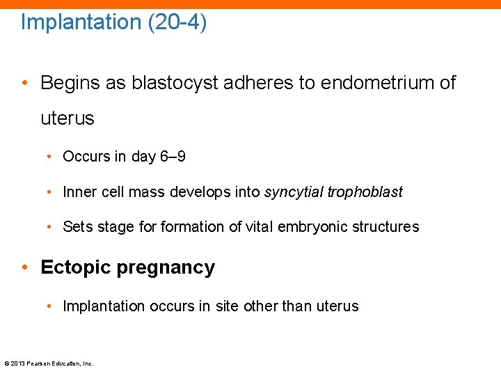 Implantation (20 -4) • Begins as blastocyst adheres to endometrium of uterus • Occurs