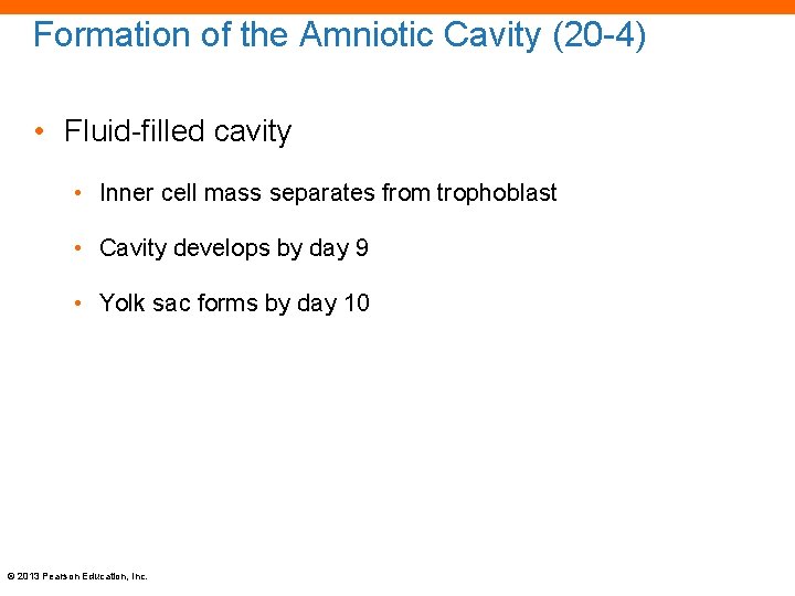 Formation of the Amniotic Cavity (20 -4) • Fluid-filled cavity • Inner cell mass