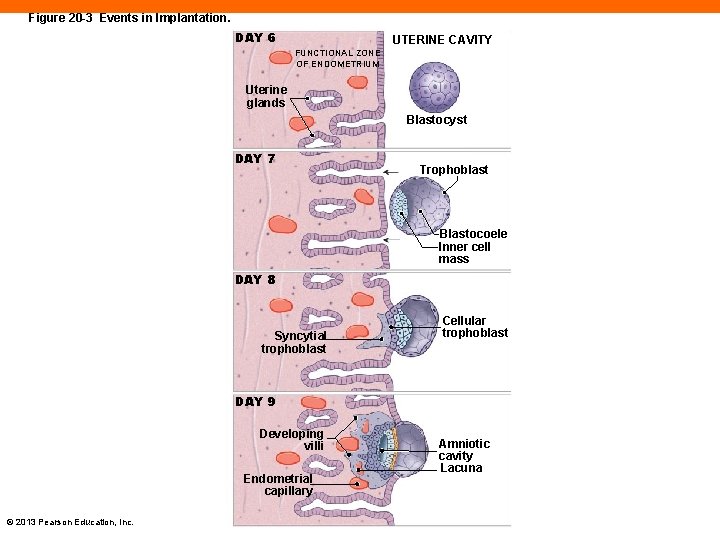 Figure 20 -3 Events in Implantation. DAY 6 UTERINE CAVITY FUNCTIONAL ZONE OF ENDOMETRIUM