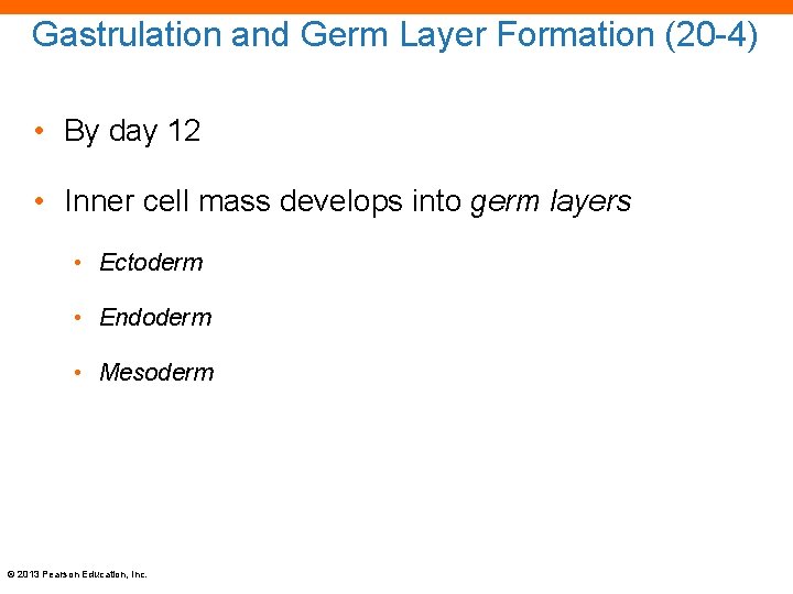 Gastrulation and Germ Layer Formation (20 -4) • By day 12 • Inner cell