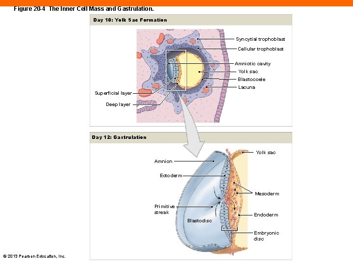 Figure 20 -4 The Inner Cell Mass and Gastrulation. Day 10: Yolk Sac Formation