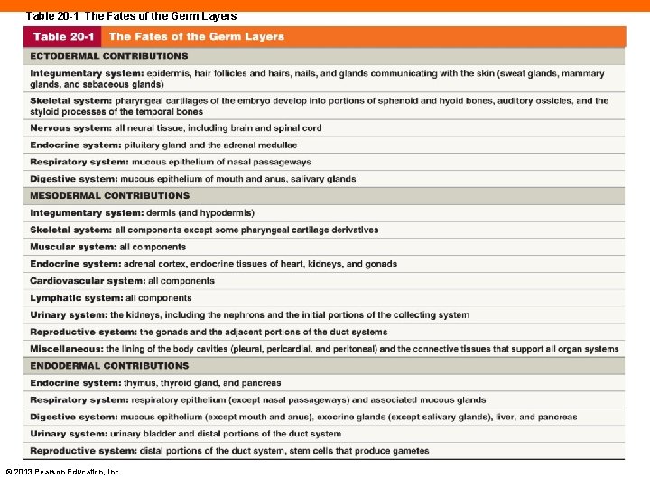 Table 20 -1 The Fates of the Germ Layers © 2013 Pearson Education, Inc.