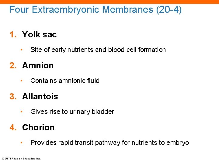 Four Extraembryonic Membranes (20 -4) 1. Yolk sac • Site of early nutrients and