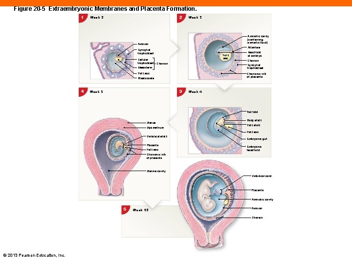 Figure 20 -5 Extraembryonic Membranes and Placenta Formation. Week 2 Week 3 Amniotic cavity