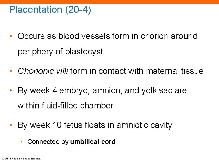 Placentation (20 -4) • Occurs as blood vessels form in chorion around periphery of