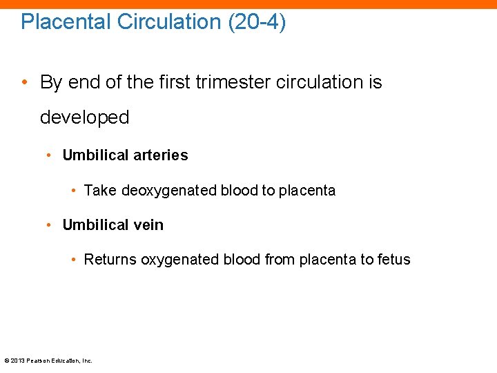 Placental Circulation (20 -4) • By end of the first trimester circulation is developed