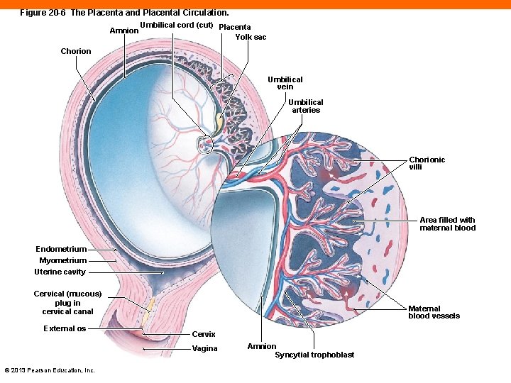 Figure 20 -6 The Placenta and Placental Circulation. Amnion Umbilical cord (cut) Placenta Yolk