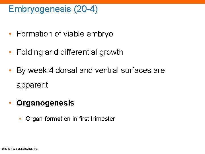 Embryogenesis (20 -4) • Formation of viable embryo • Folding and differential growth •