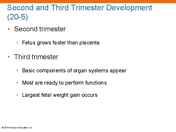 Second and Third Trimester Development (20 -5) • Second trimester • Fetus grows faster