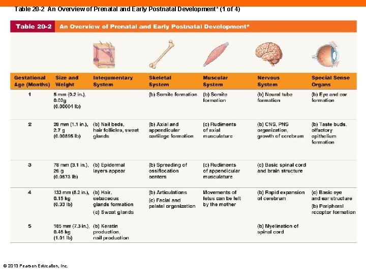 Table 20 -2 An Overview of Prenatal and Early Postnatal Development* (1 of 4)