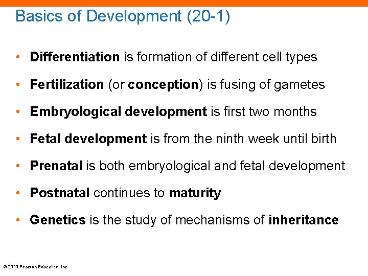 Basics of Development (20 -1) • Differentiation is formation of different cell types •