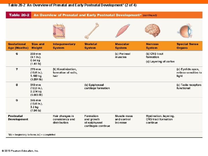 Table 20 -2 An Overview of Prenatal and Early Postnatal Development* (2 of 4)