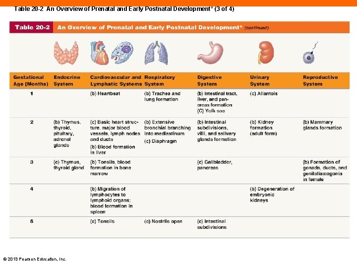 Table 20 -2 An Overview of Prenatal and Early Postnatal Development* (3 of 4)