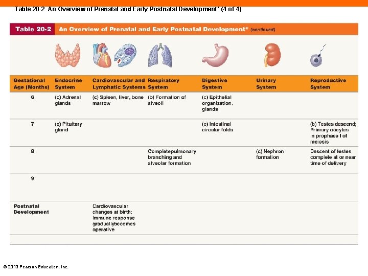 Table 20 -2 An Overview of Prenatal and Early Postnatal Development* (4 of 4)