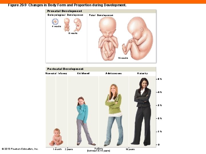 Figure 20 -9 Changes in Body Form and Proportion during Development. Prenatal Development Embryological