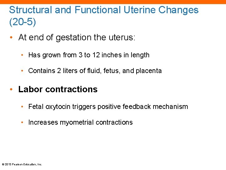 Structural and Functional Uterine Changes (20 -5) • At end of gestation the uterus: